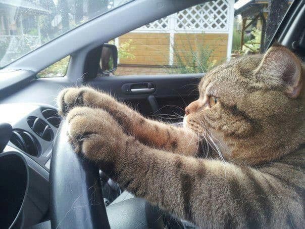 Paws on the Wheel, Eyes on the Nap