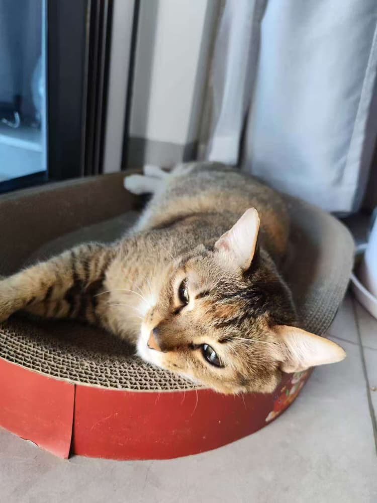 Scratch Duty: A Cat's Tale of Couch Defense