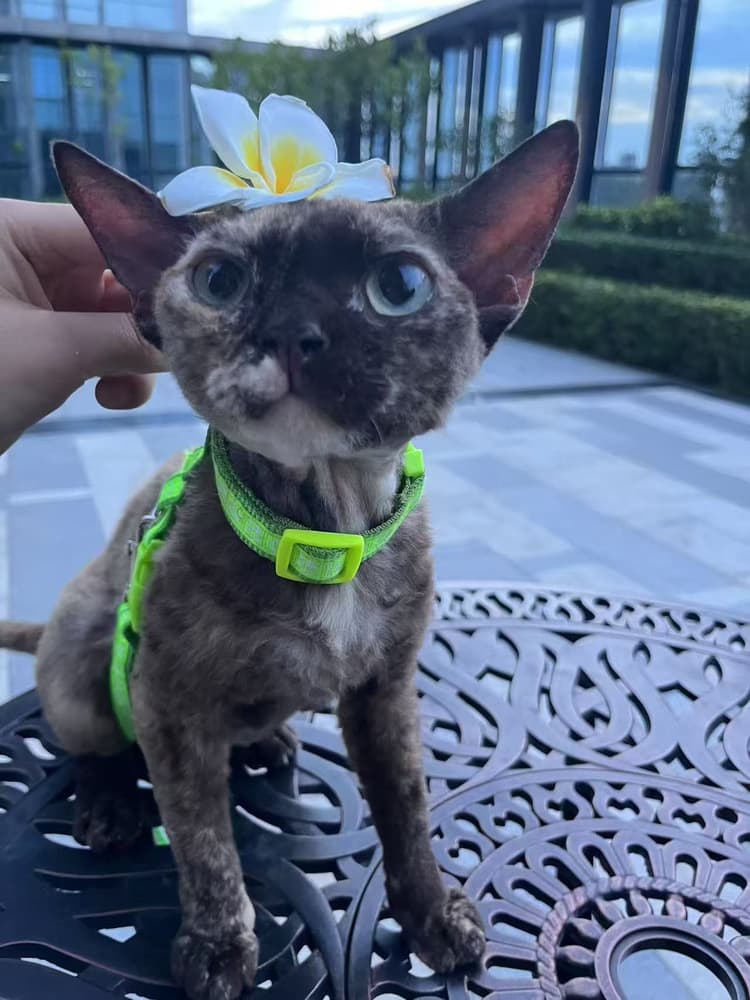 The Plumeria is Heavier Than It Looks